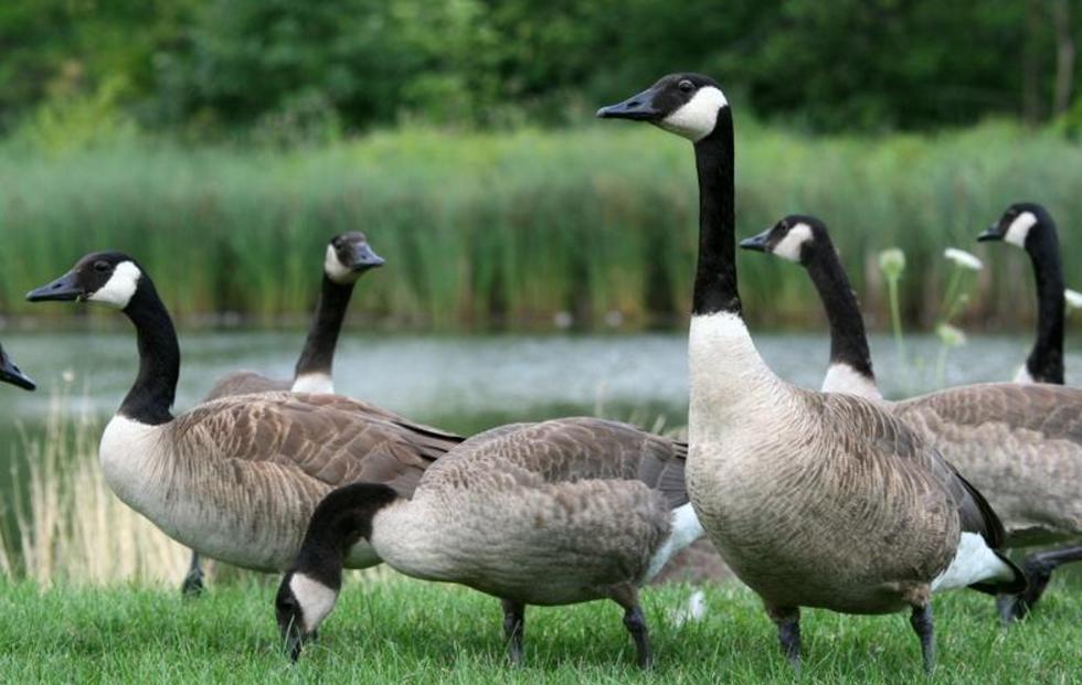 Canada Geese